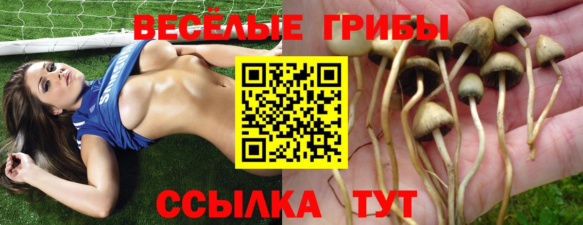 Псилоцибиновые грибы Psilocybe  Вход с VPN  Ялта 
